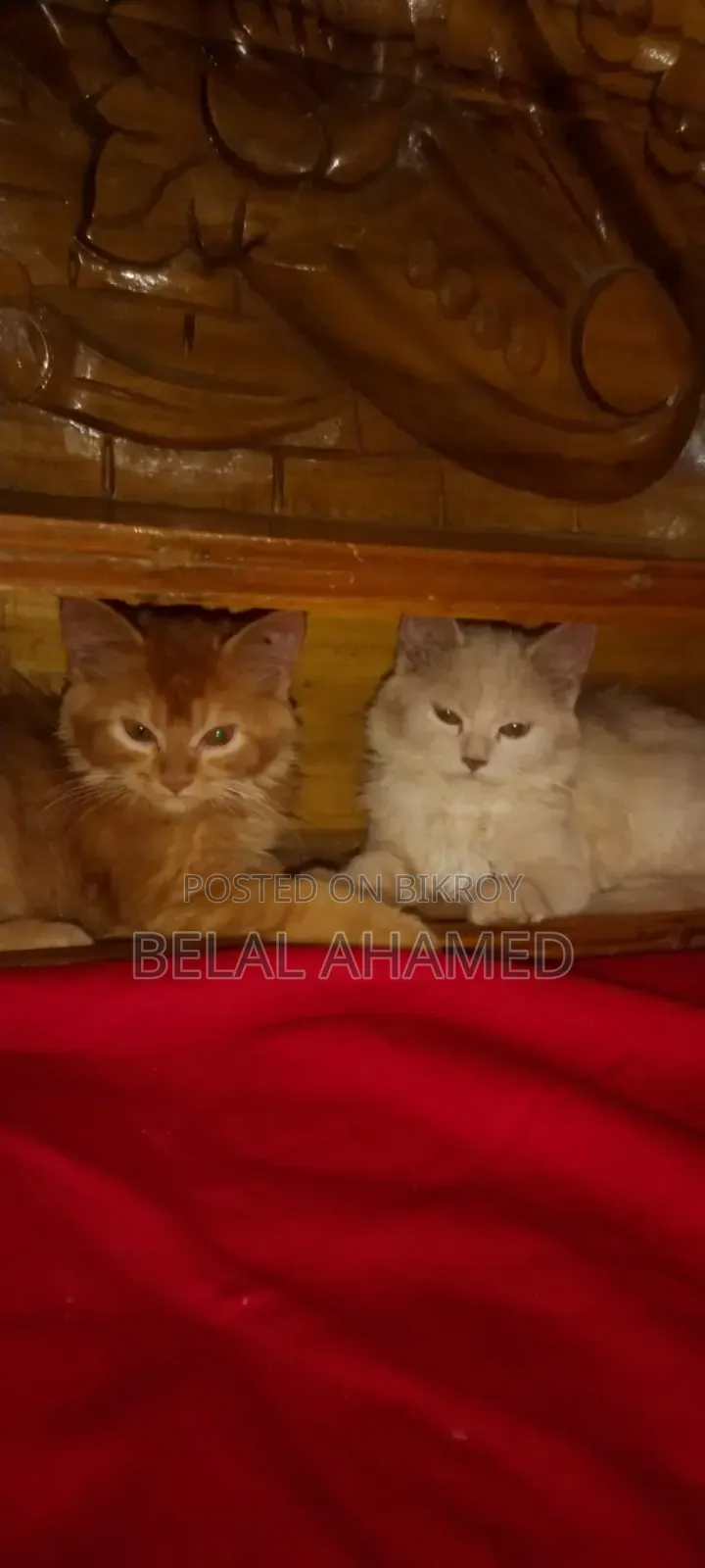 3-6 Months Female Purebred Persian