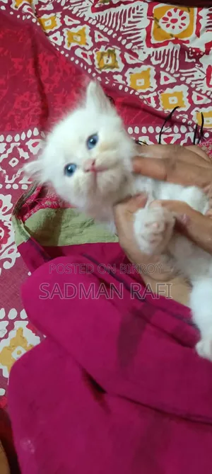 1-3 Months Male Purebred Persian