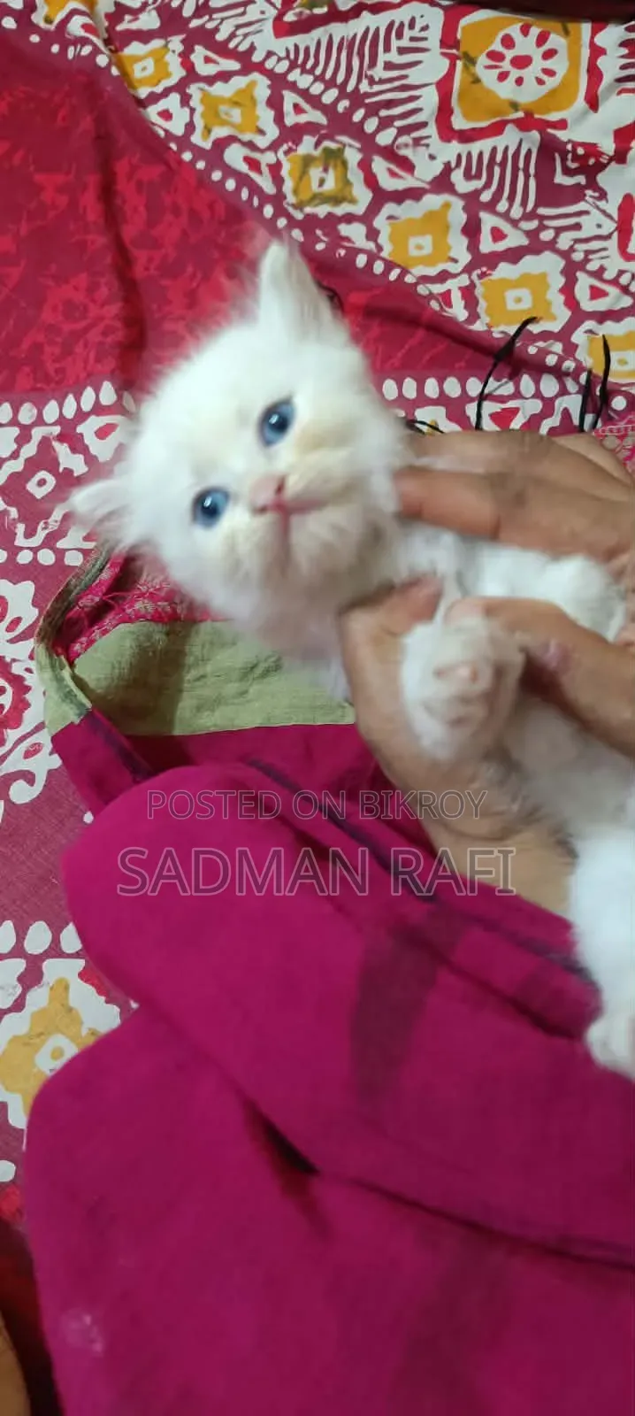 1-3 Months Male Purebred Persian