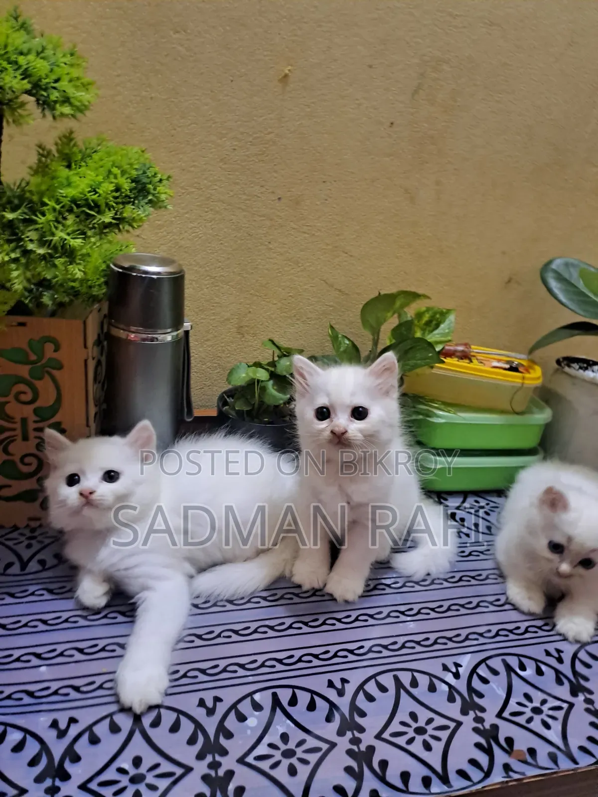 1-3 Months Male Purebred Persian