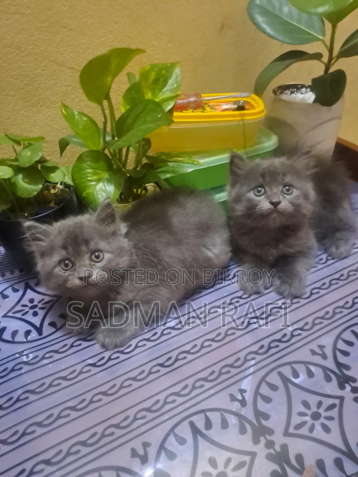 1-3 Months Male Purebred Persian