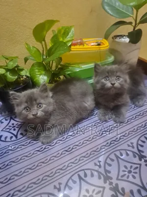 1-3 Months Male Purebred Persian