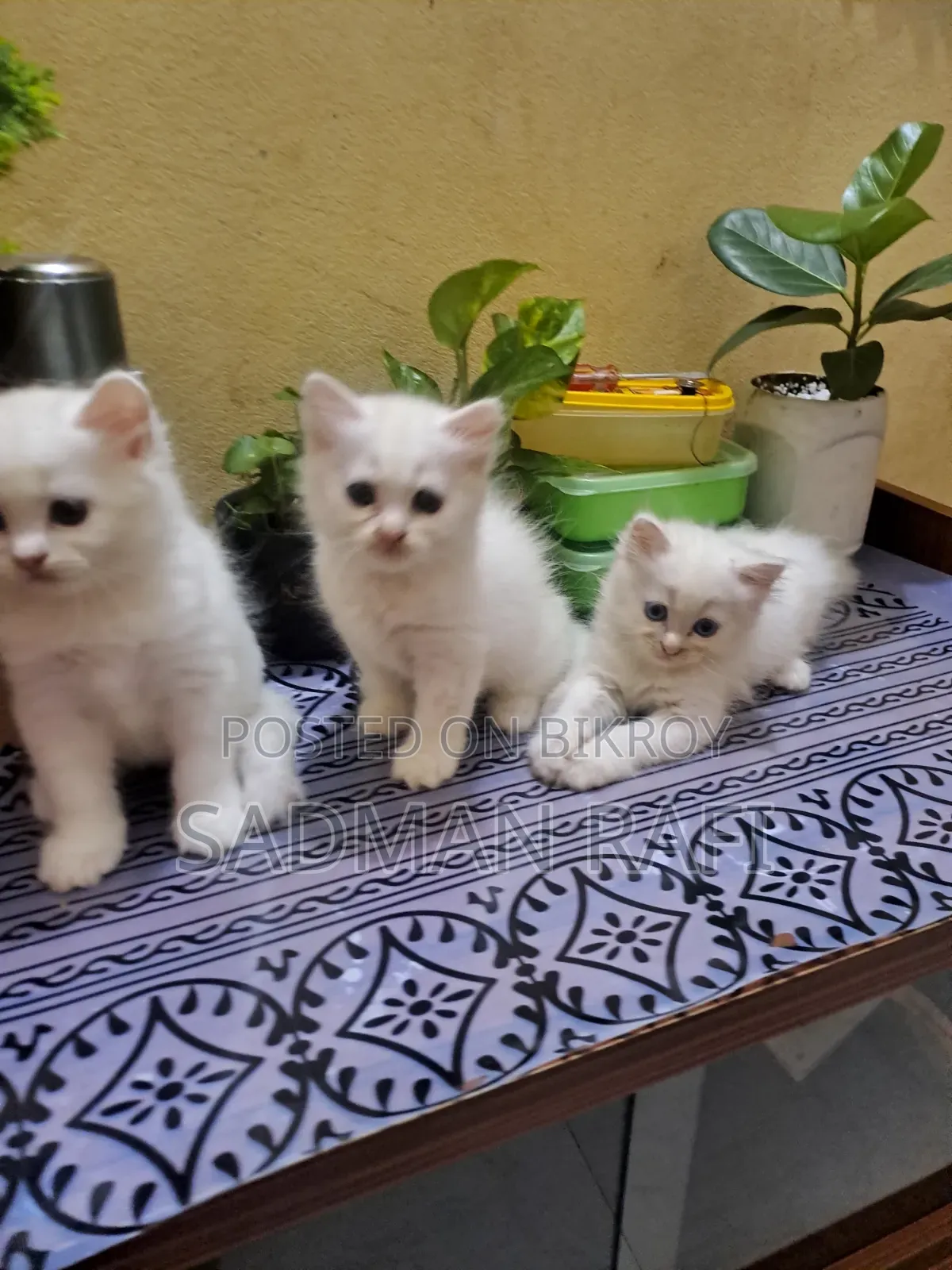 1-3 Months Male Purebred Persian