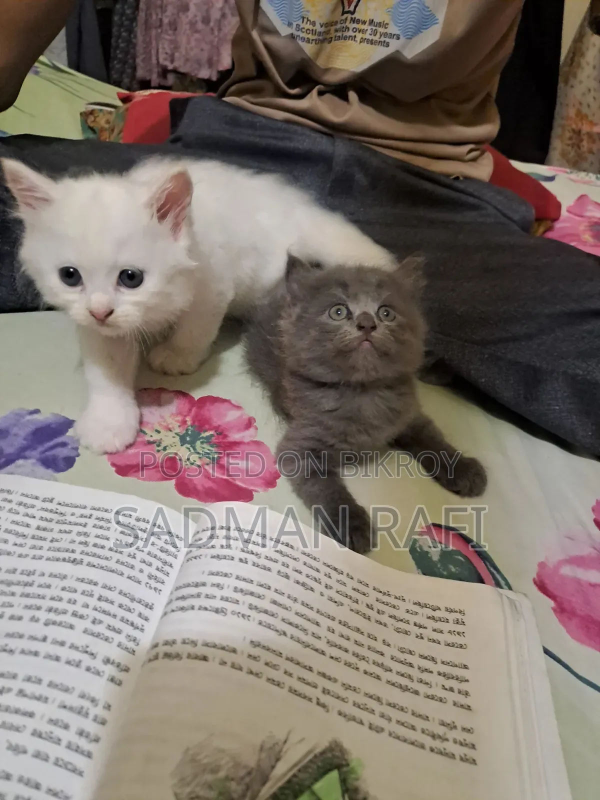 1-3 Months Male Purebred Persian