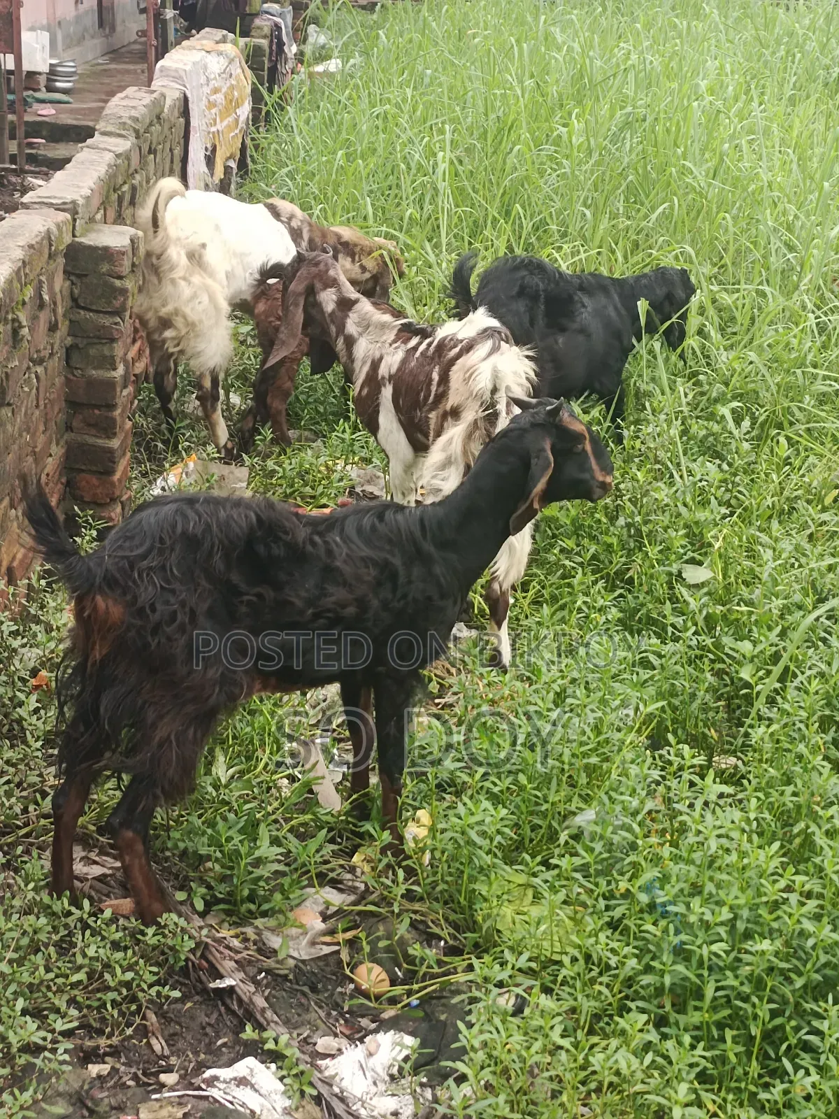 Totapuri Goat and Semi-Kid
