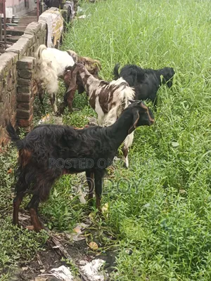 Totapuri Goat and Semi-Kid