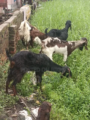 Totapuri Goat and Semi-Kid