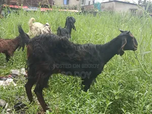 Totapuri Goat and Semi-Kid