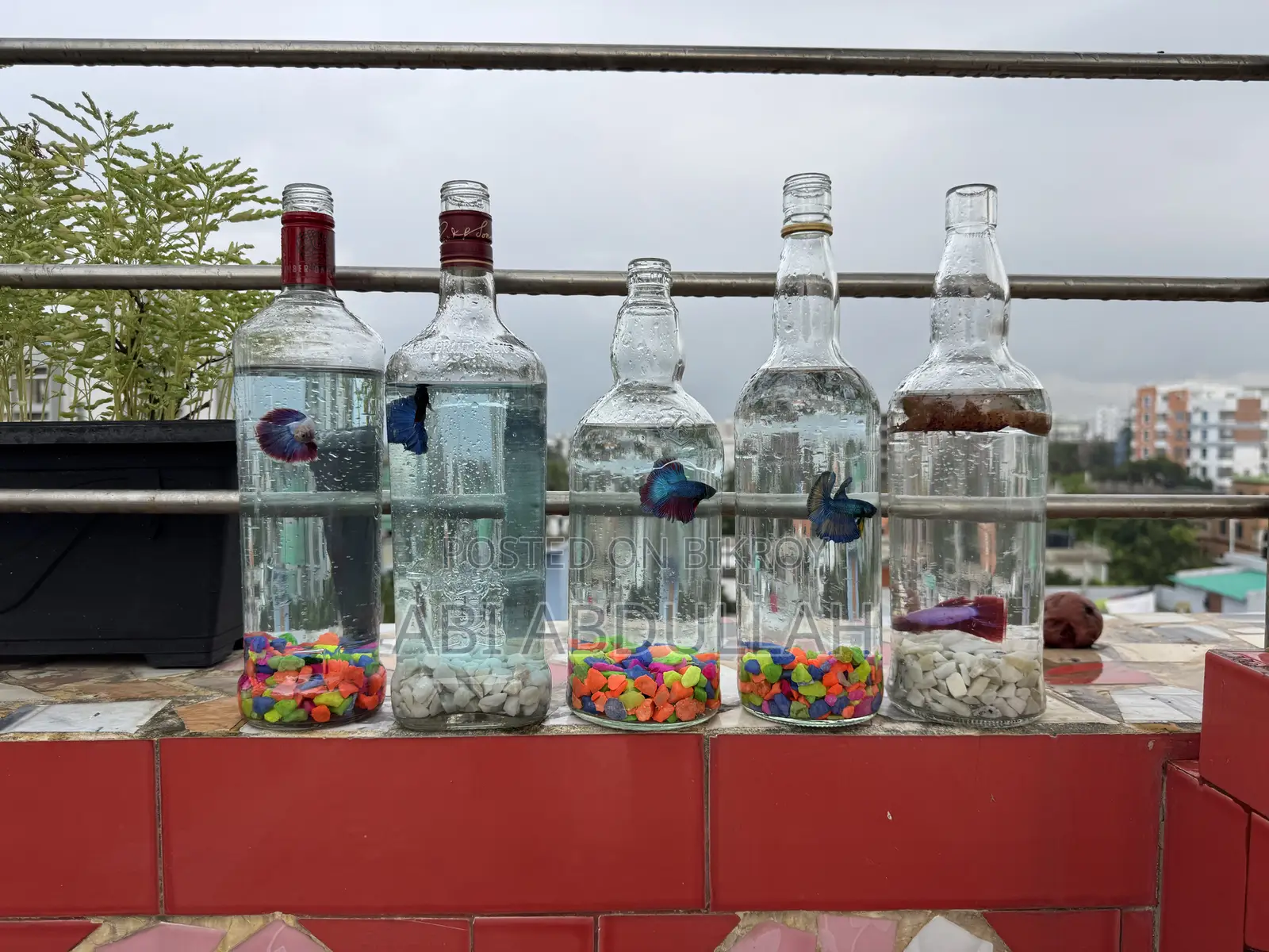 বেটা ফিশ সেটআপ