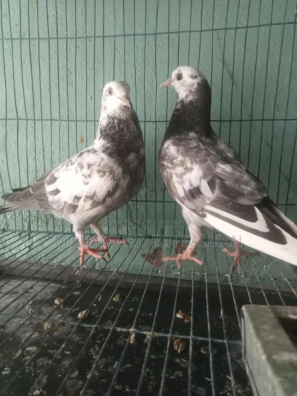 ৩ মাস বয়সী কবুতর