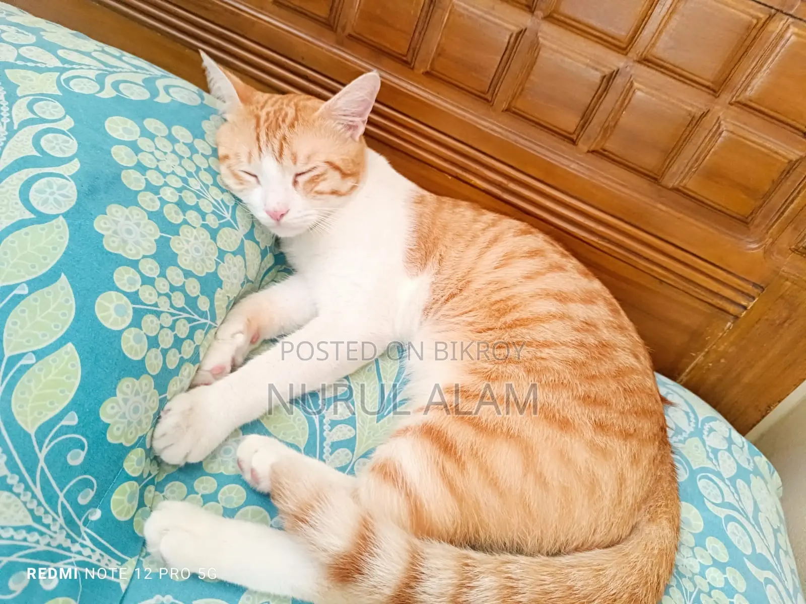 ৬-১২ মাস বয়সী পুরুষ মিশ্র জাতের বিড়াল