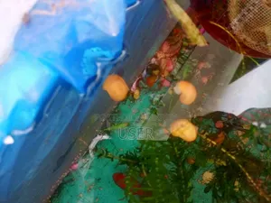 একুরিয়ামের শামুক বিক্রি করা হবে।