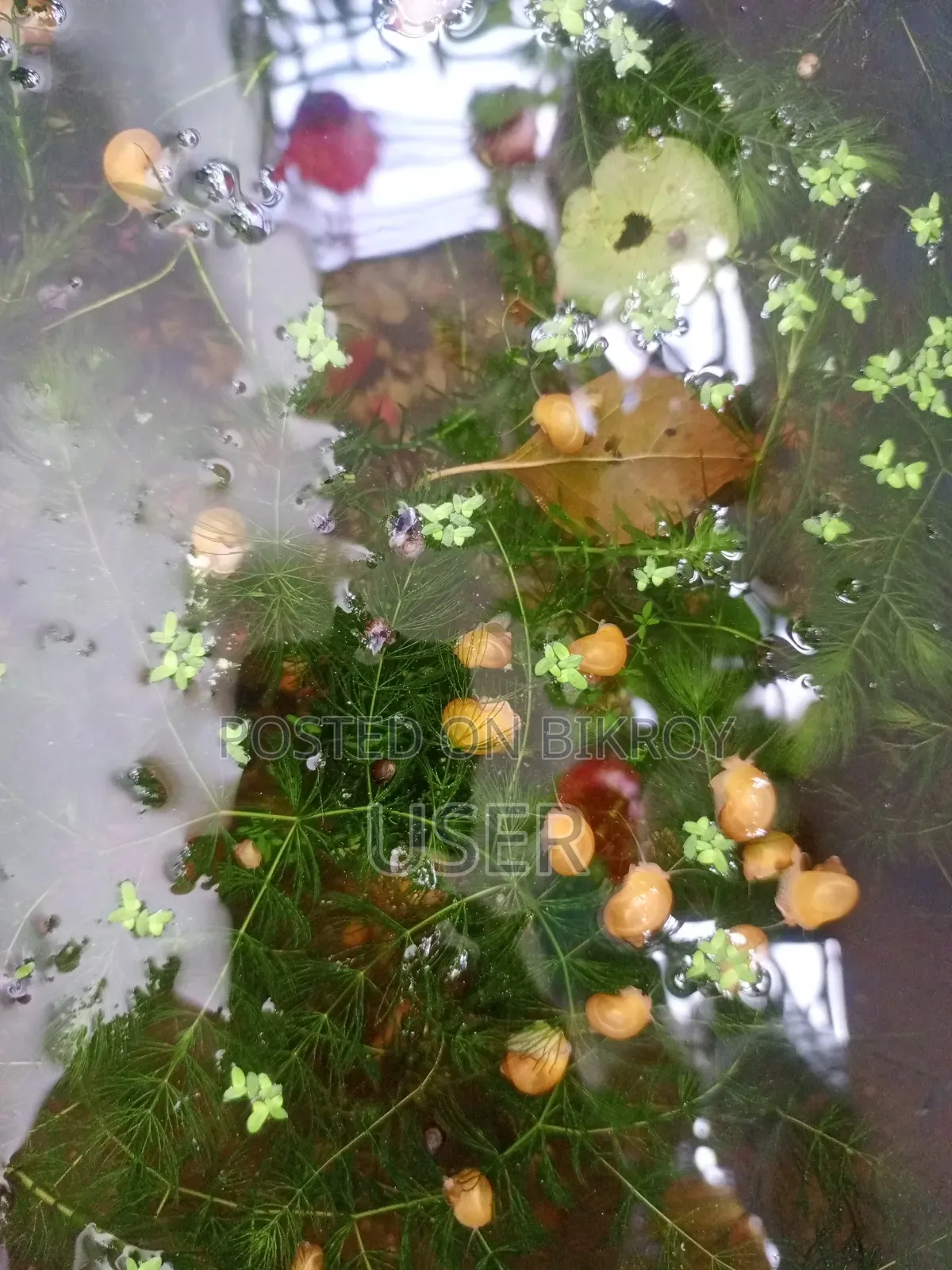 একুরিয়ামের শামুক বিক্রি করা হবে।