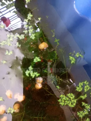 একুরিয়ামের শামুক বিক্রি করা হবে।