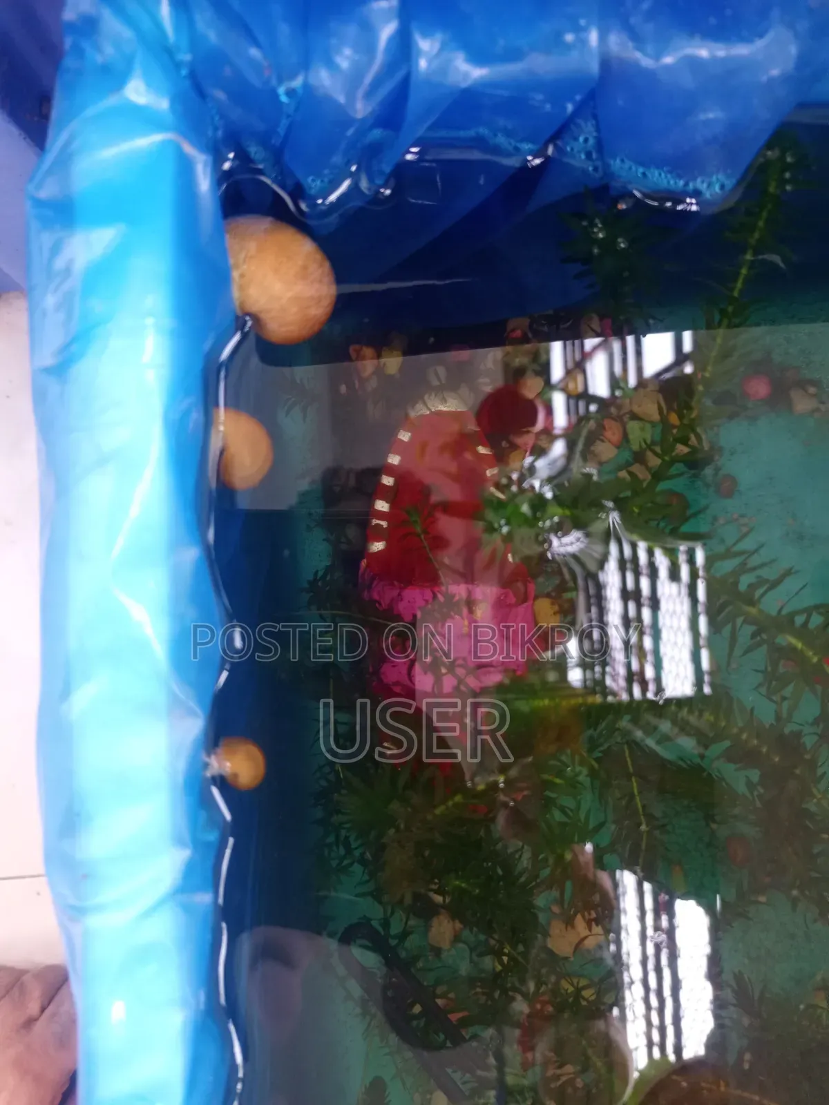 একুরিয়ামের শামুক বিক্রি করা হবে।