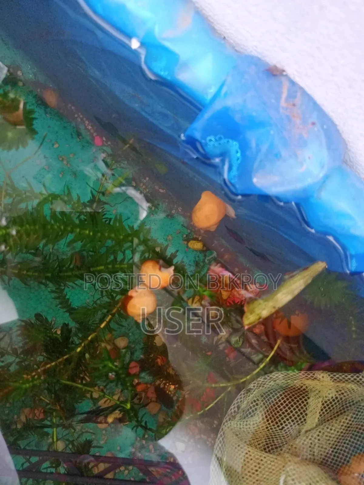 একুরিয়ামের শামুক বিক্রি করা হবে।