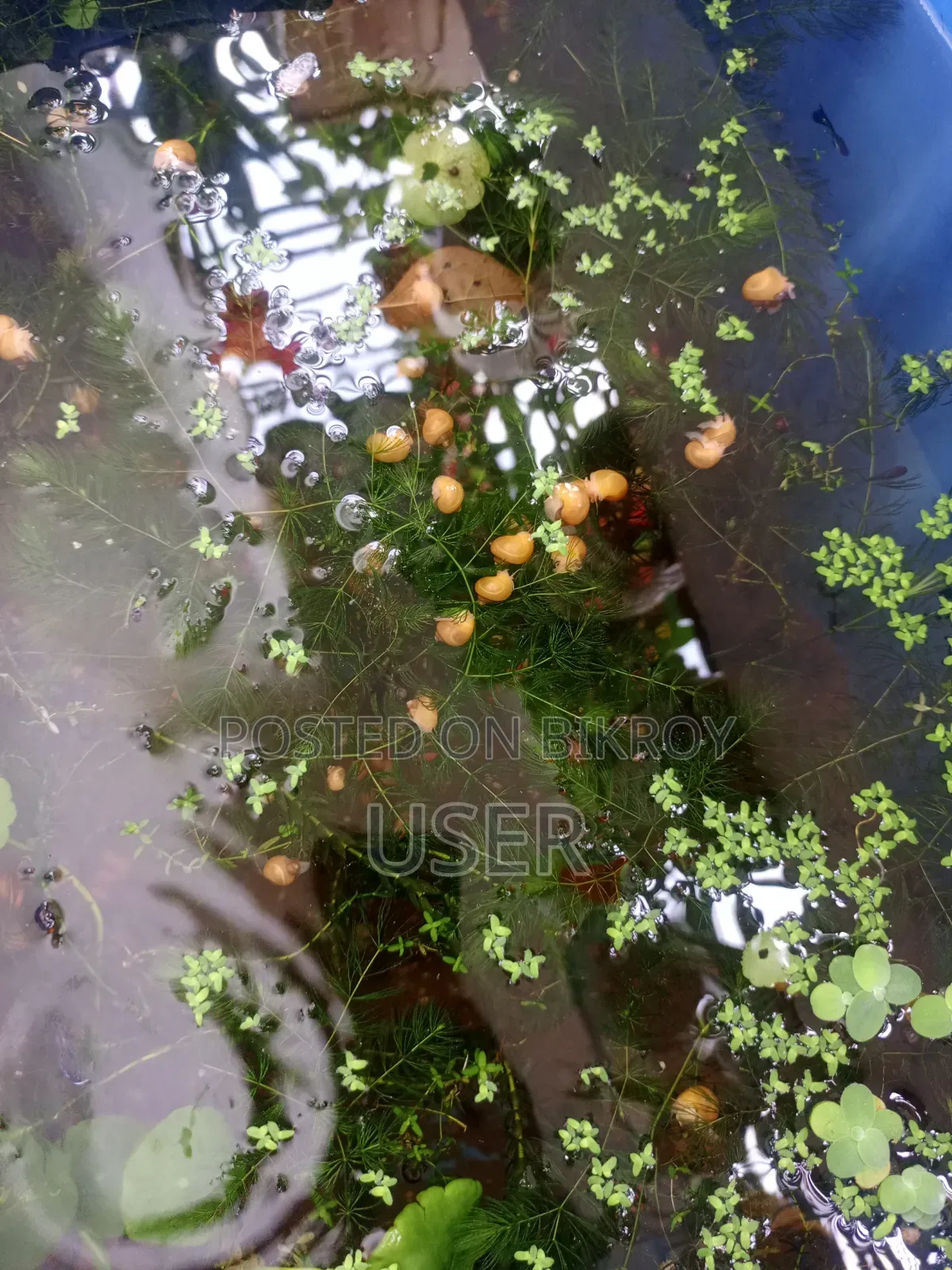 একুরিয়ামের শামুক বিক্রি করা হবে।