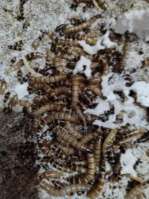 বিটেল পোকা বিক্রি করতে চাই