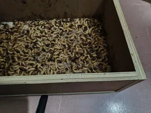বিটেল পোকা বিক্রি করতে চাই