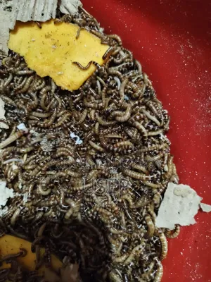বিটেল পোকা বিক্রি করতে চাই