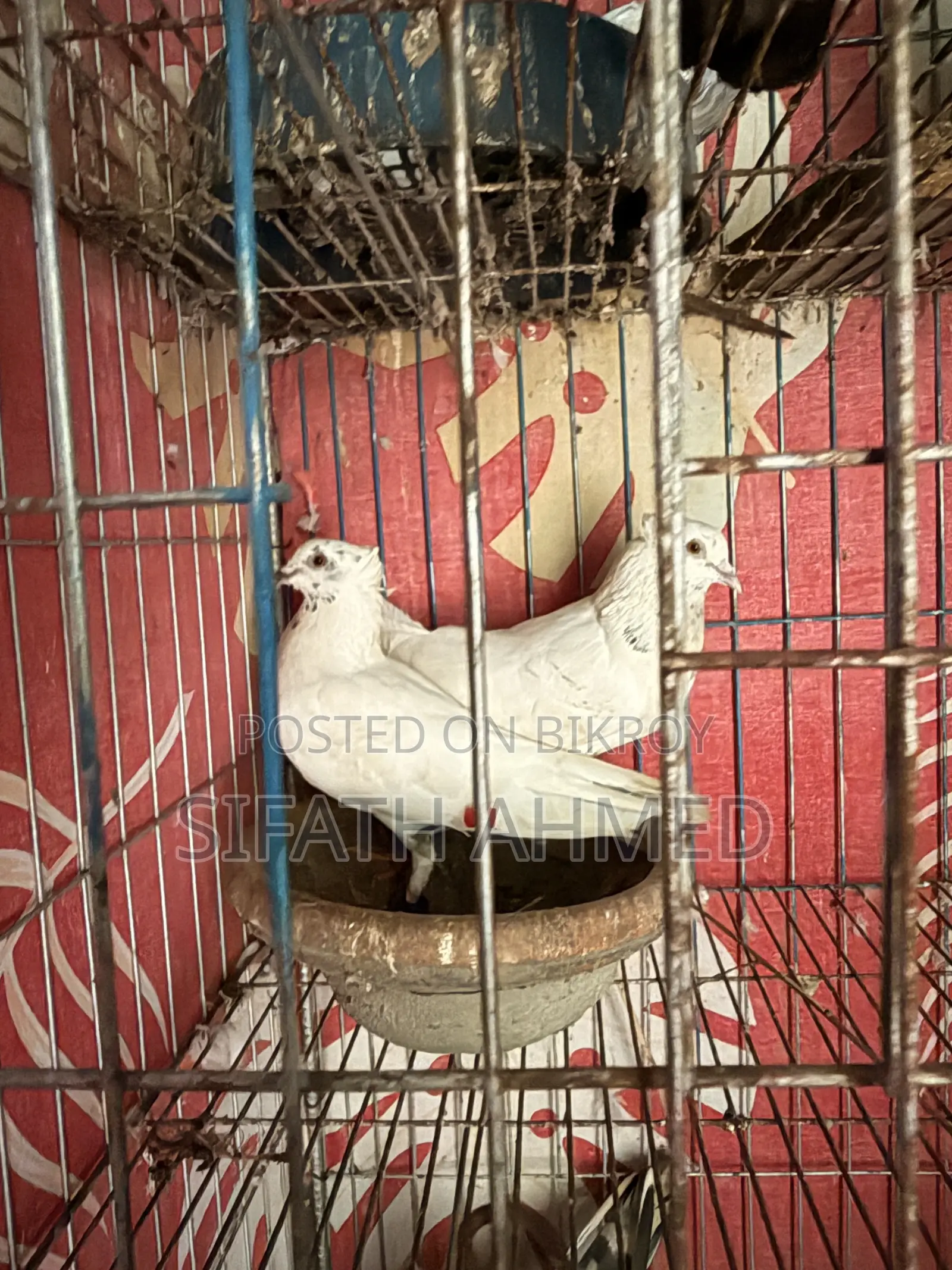 Bengali Pigeon for sale