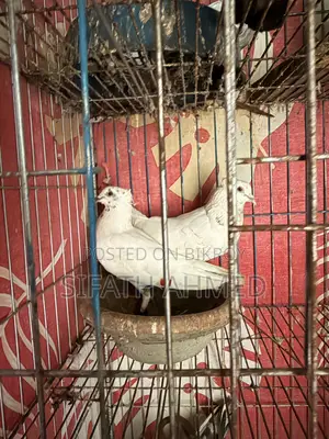 Bengali Pigeon for sale
