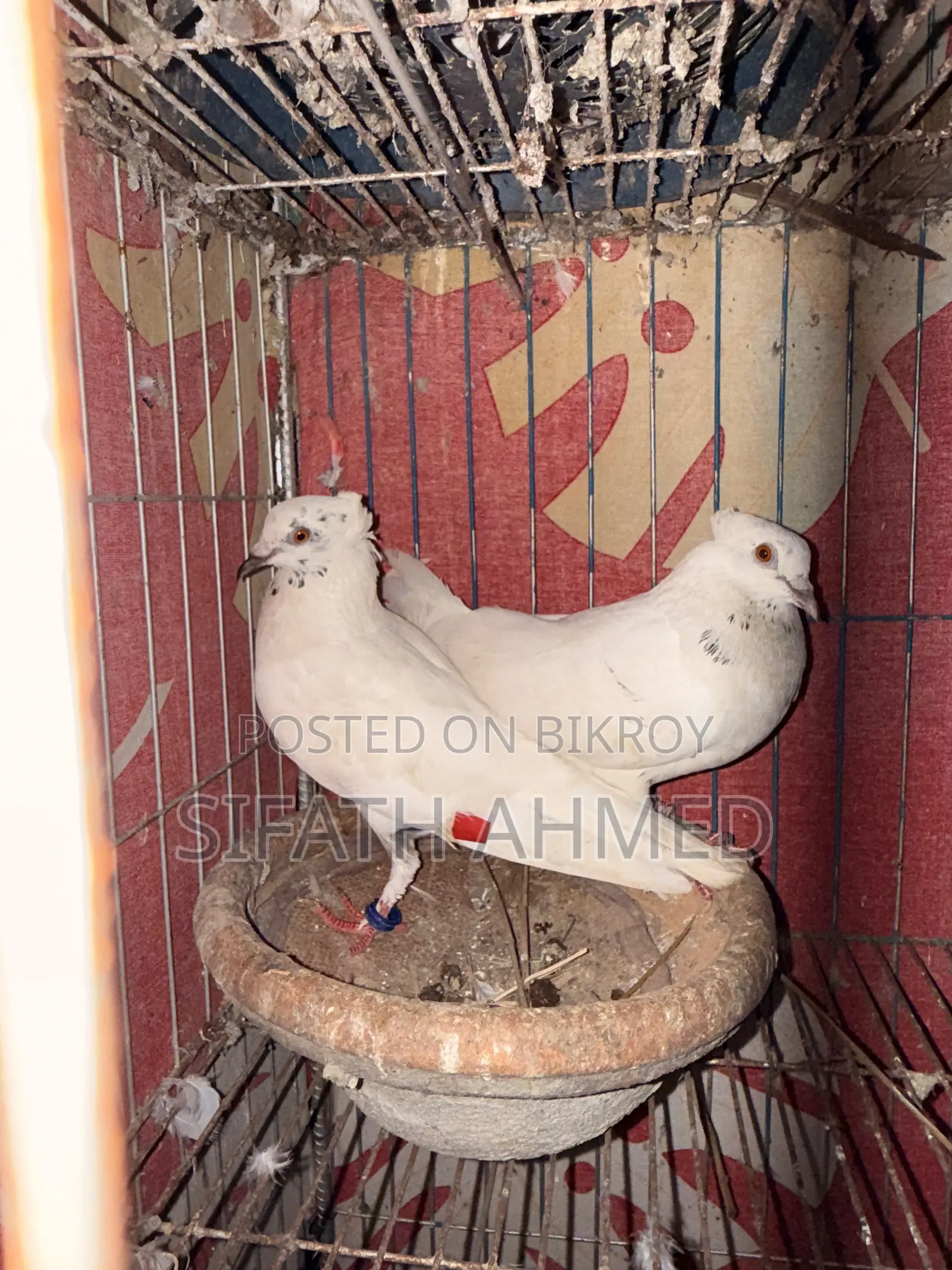 Bengali Pigeon for sale