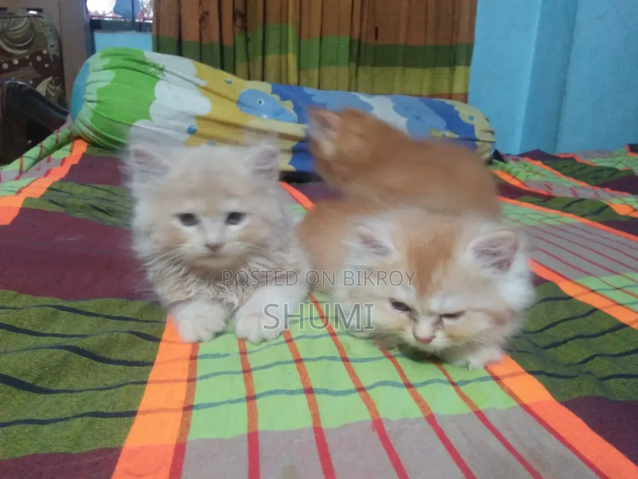 ১-৩ মাসের মহিলা মিশ্র জাতের বেঙ্গল বিড়াল