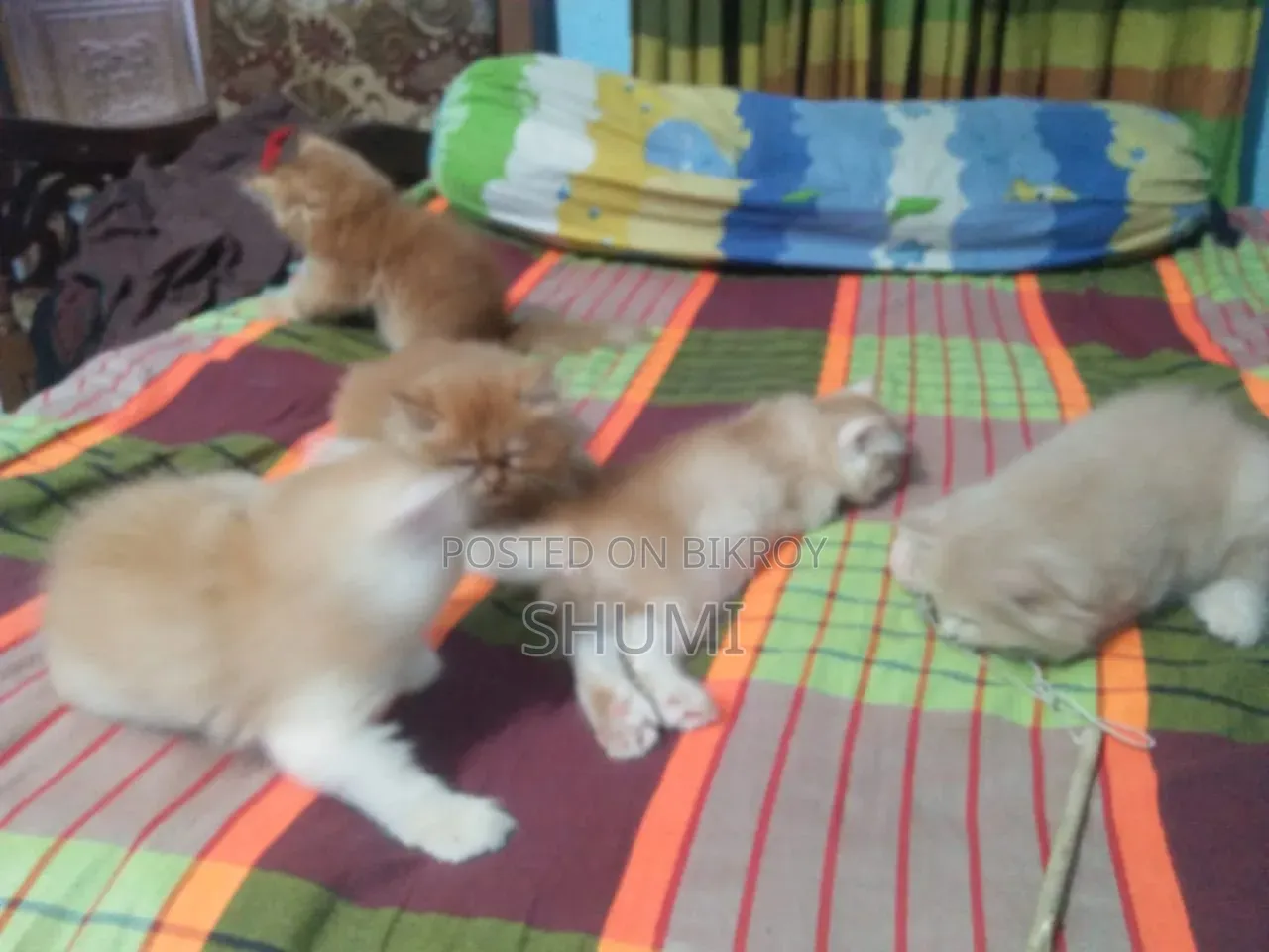 ১-৩ মাসের মহিলা মিশ্র জাতের বেঙ্গল বিড়াল