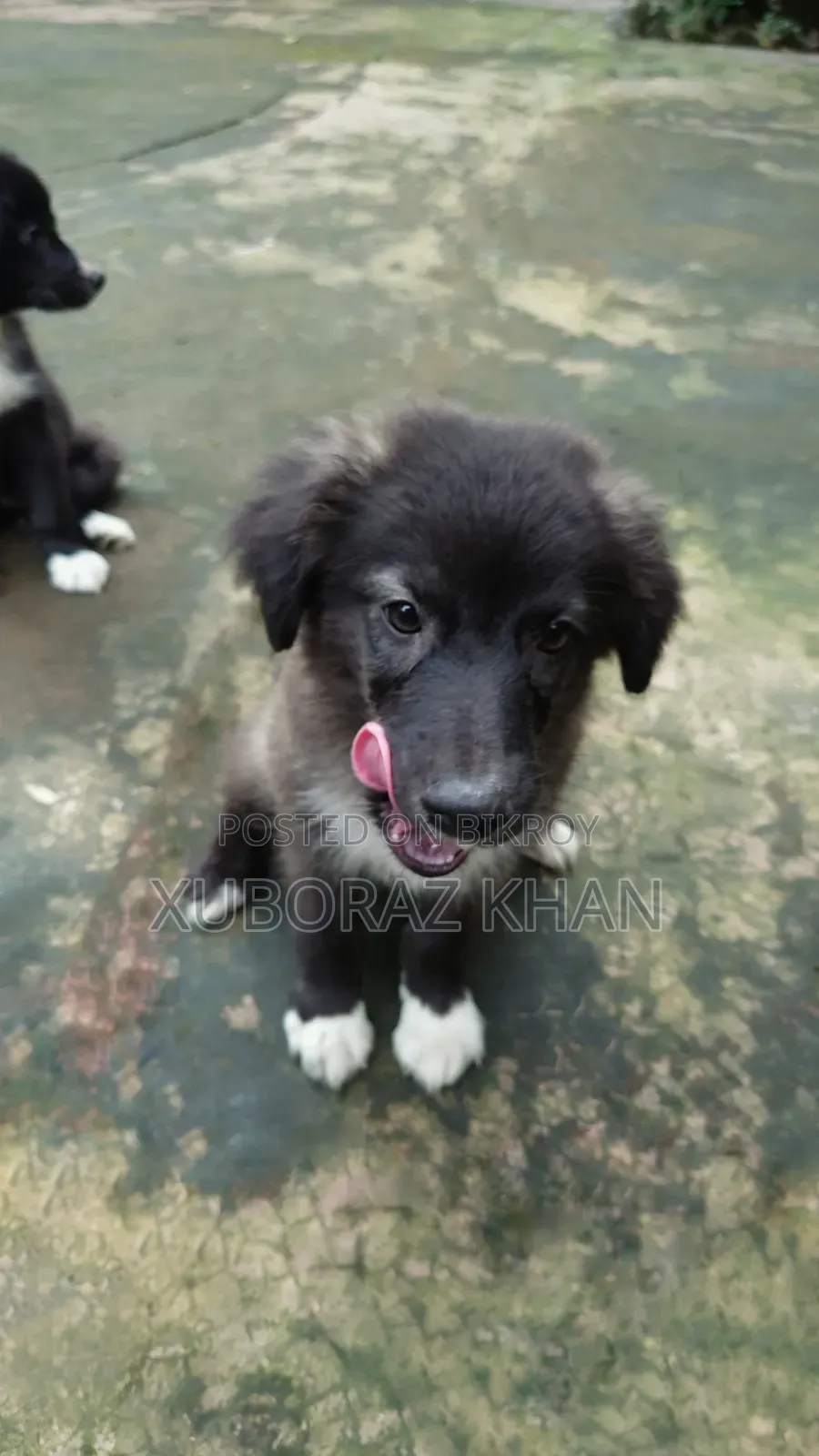 1-3 Months Male Mixed Breed Dog