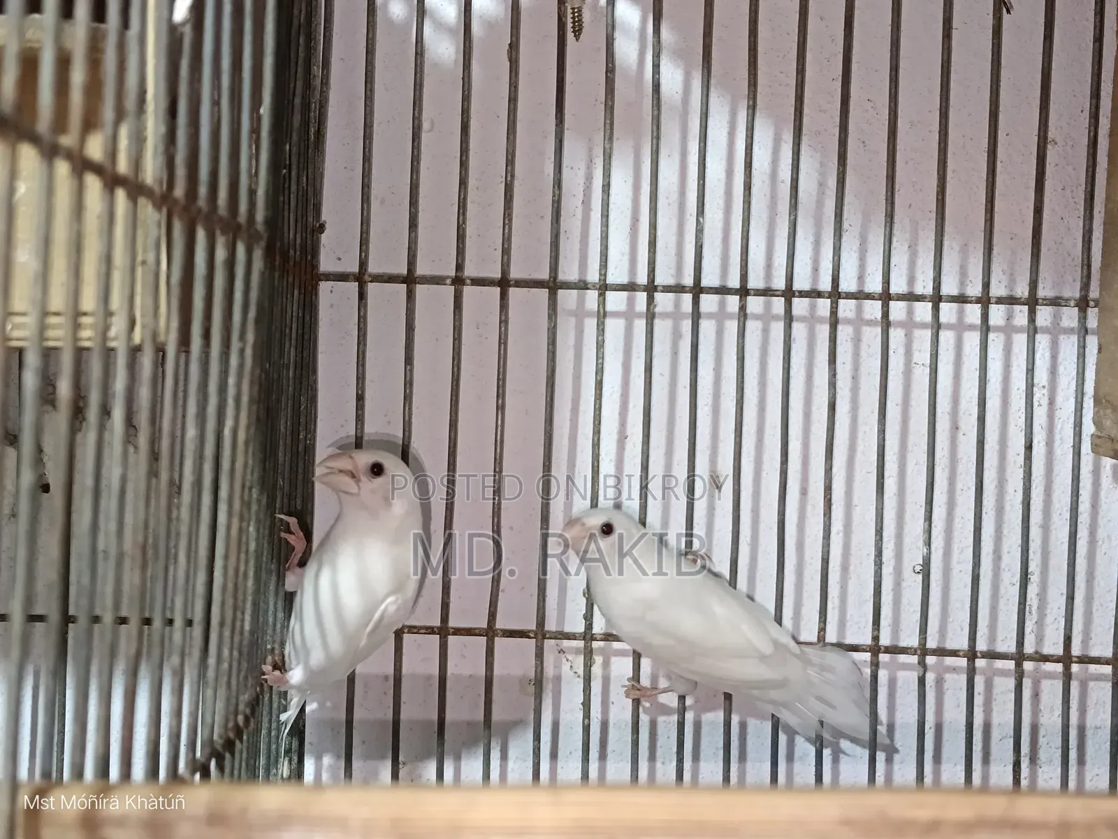 বেঙ্গলি ফিঞ্চ