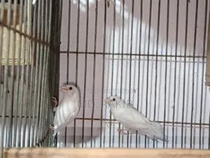 বেঙ্গলি ফিঞ্চ