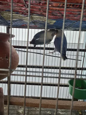 লাভ বার্ড ব্লু ফিশার