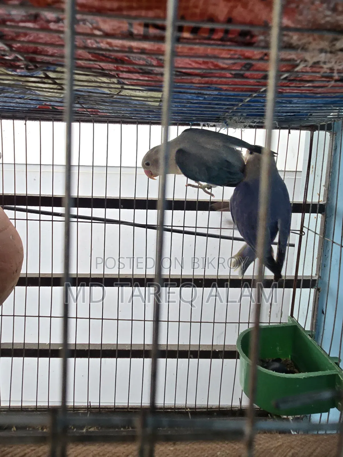 লাভ বার্ড ব্লু ফিশার