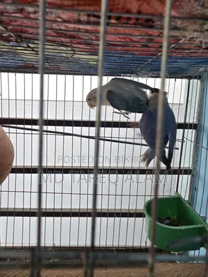 লাভ বার্ড ব্লু ফিশার