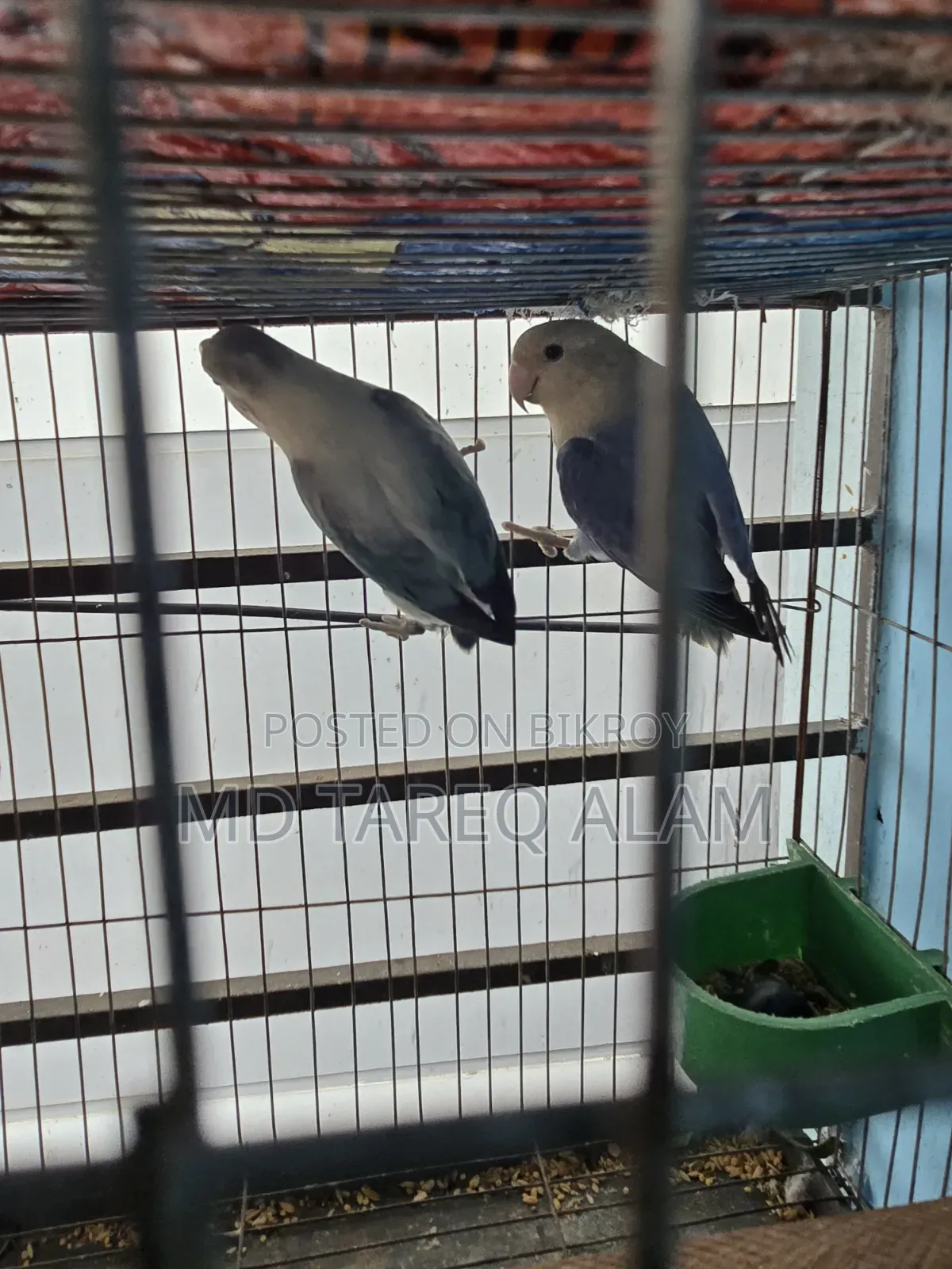 লাভ বার্ড ব্লু ফিশার