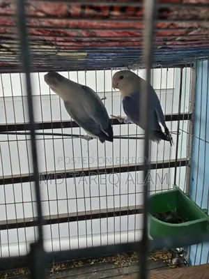 লাভ বার্ড ব্লু ফিশার