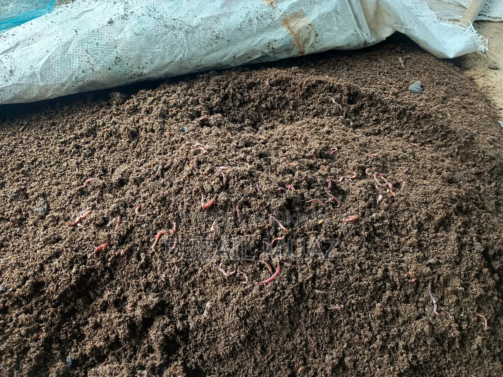 Vermi Compost Fertilizer ( ভার্মি কম্পোস্ট সার)