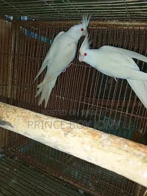 কোকাটেইল পাখি