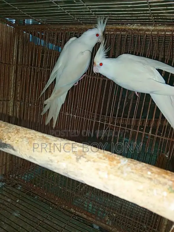 কোকাটেইল পাখি
