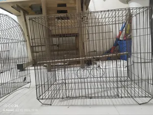 Bird, Chicken, and Pigeon Cage