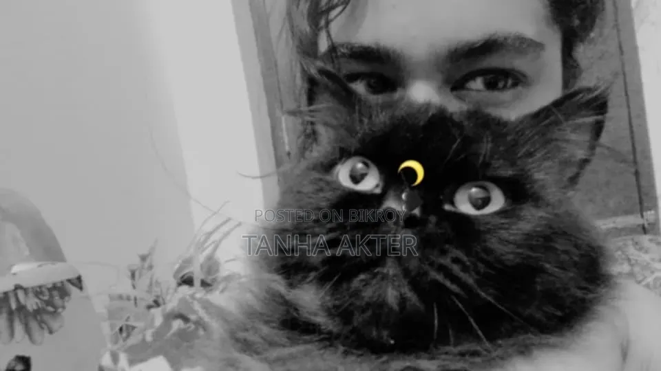 6-12 Months Female Purebred Persian