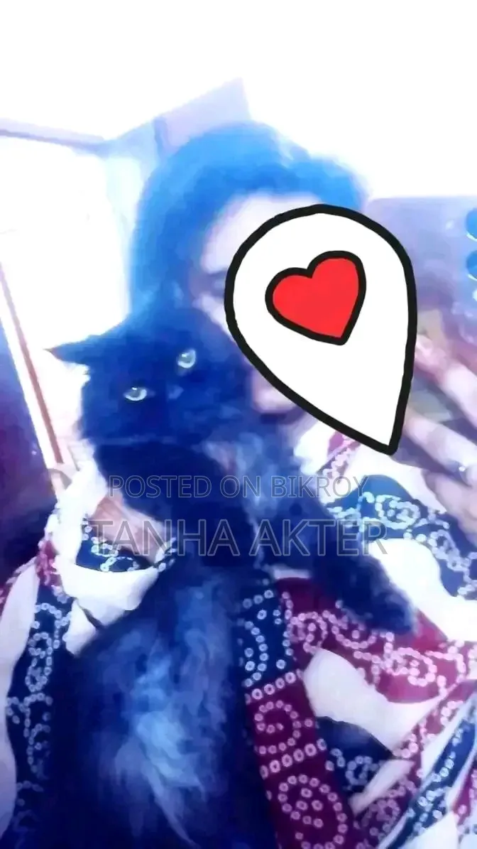 6-12 Months Female Purebred Persian