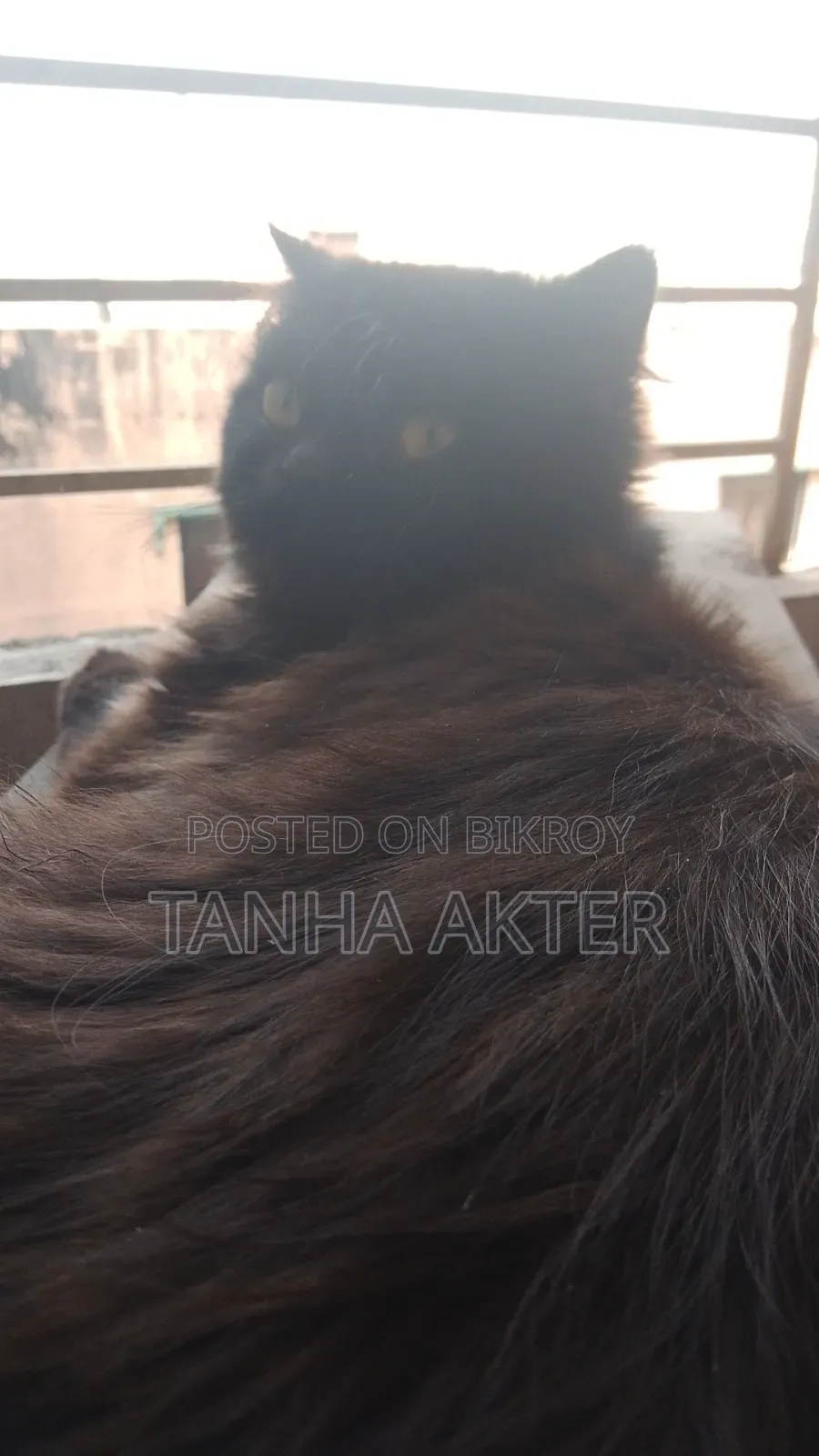 6-12 Months Female Purebred Persian