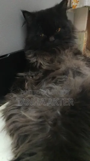 6-12 Months Female Purebred Persian