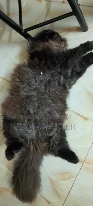 6-12 Months Female Purebred Persian