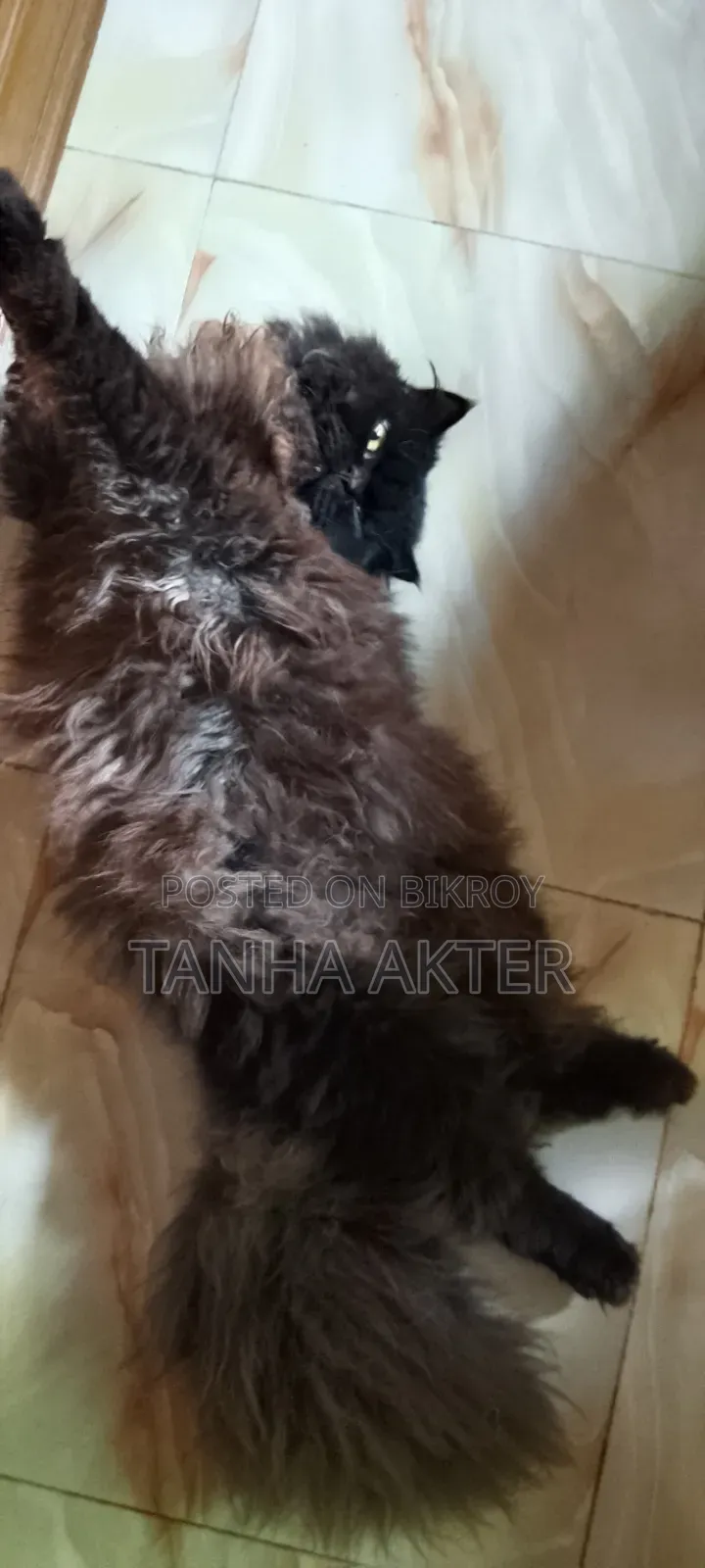 6-12 Months Female Purebred Persian