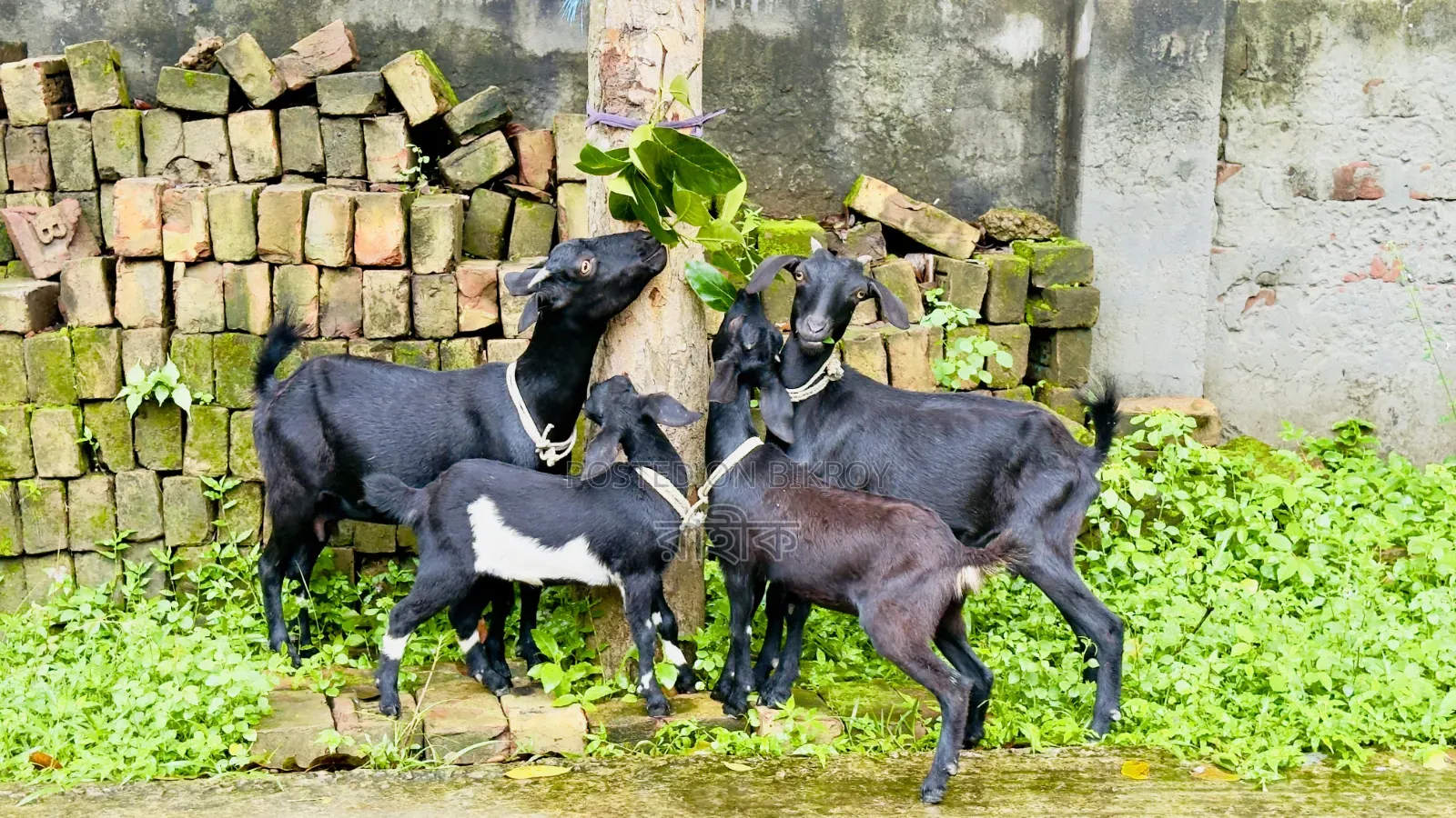 ২ সেট ব্লাক বেঙ্গল ছাগল