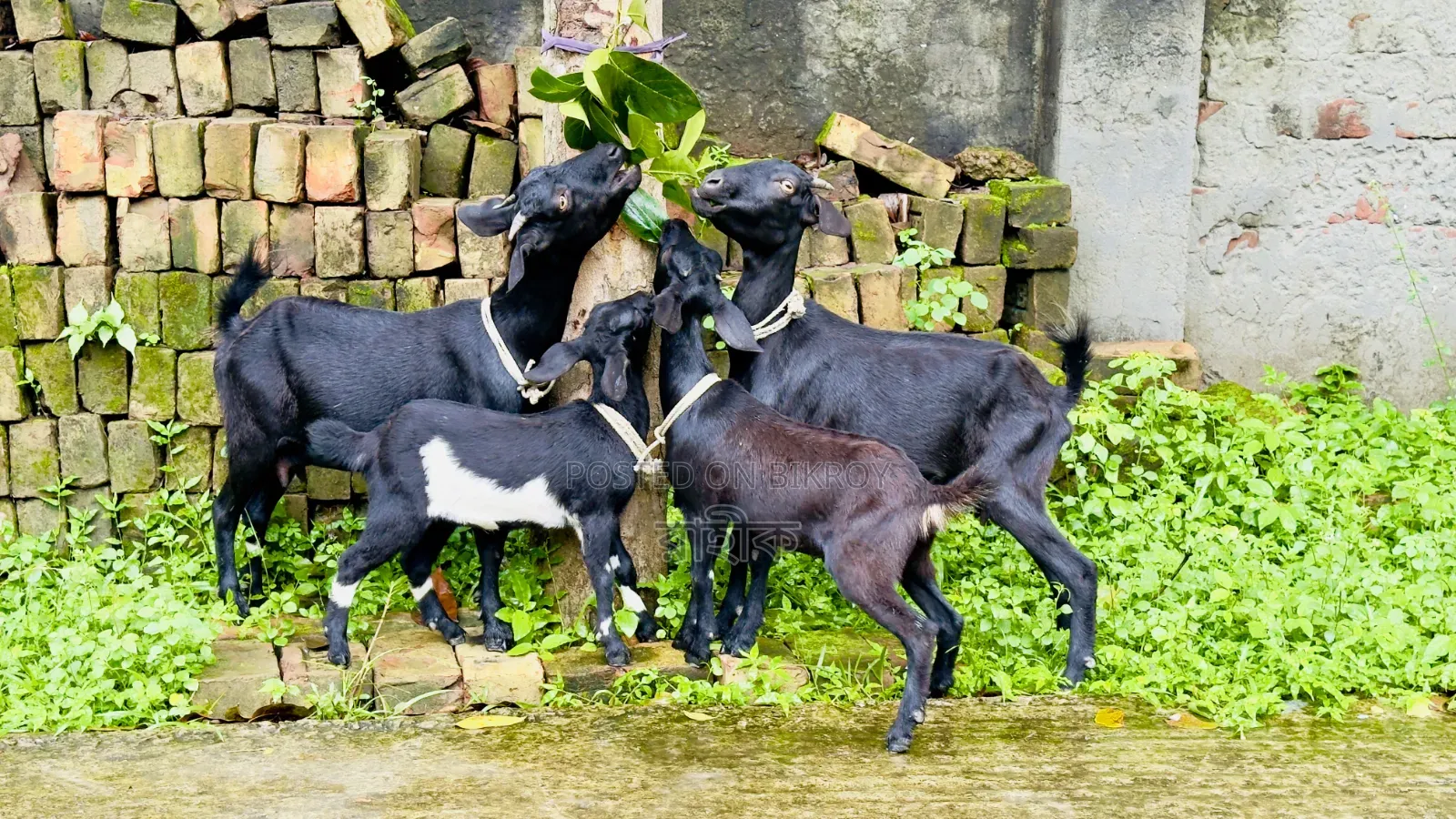২ সেট ব্লাক বেঙ্গল ছাগল