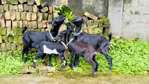 ২ সেট ব্লাক বেঙ্গল ছাগল